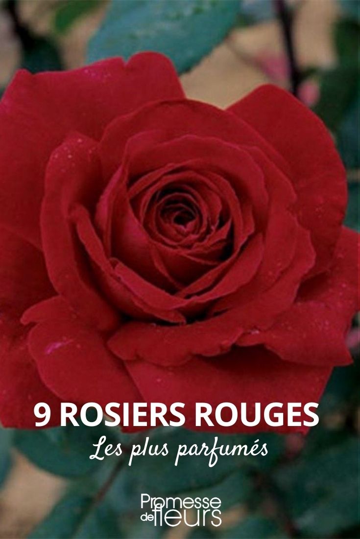 rosier rouge parfumé