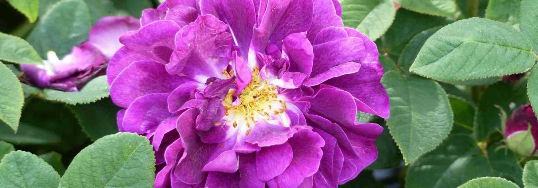 Les 9 plus belles roses anciennes