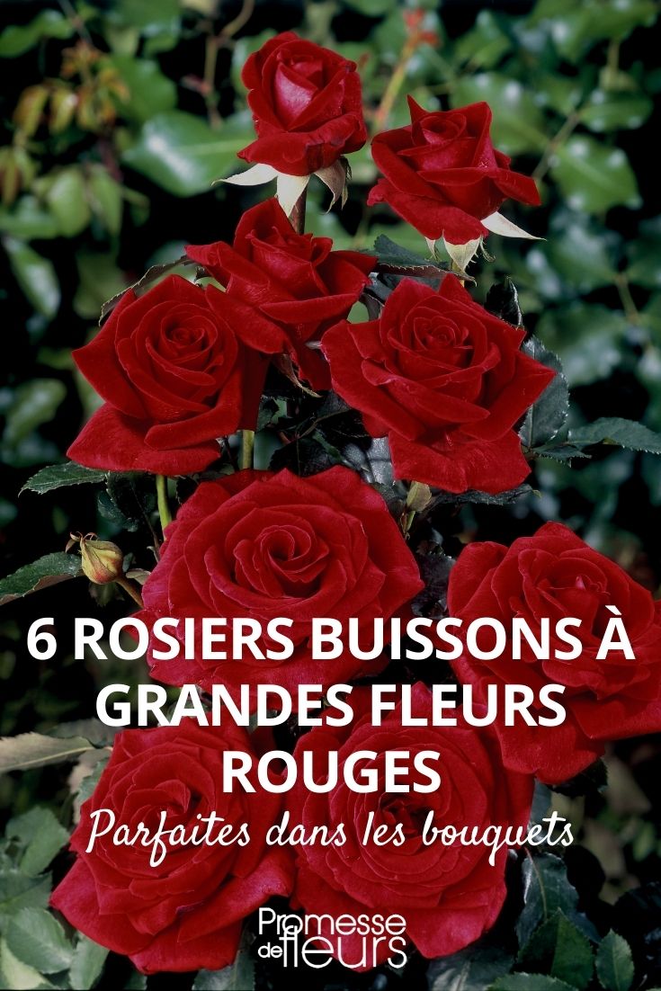 rosiers buisson fleurs rouges