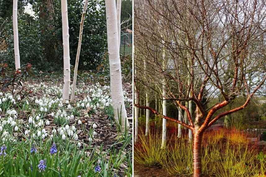 jardin d'hiver, winter garden, fleurs en hiver