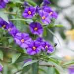 7 idées pour associer le solanum au jardin