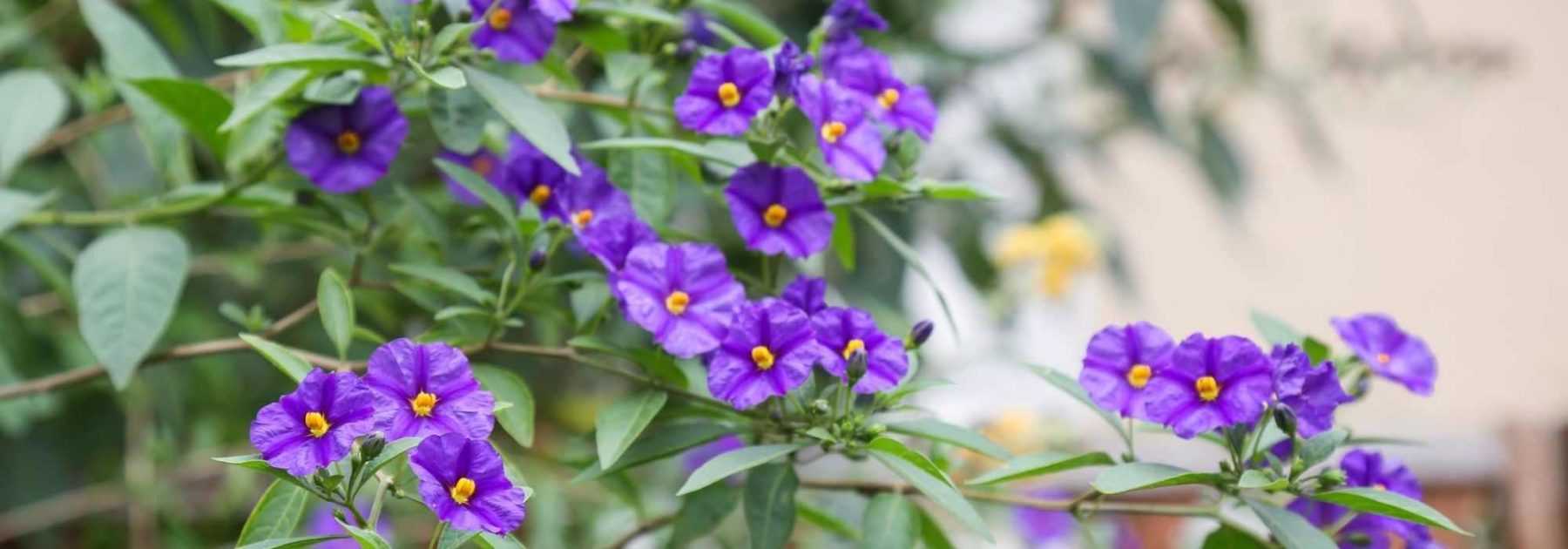 7 idées pour associer le solanum au jardin