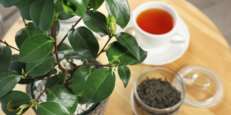 Tasse à thé - Vert foncé, Thés et tisanes à l'érable
