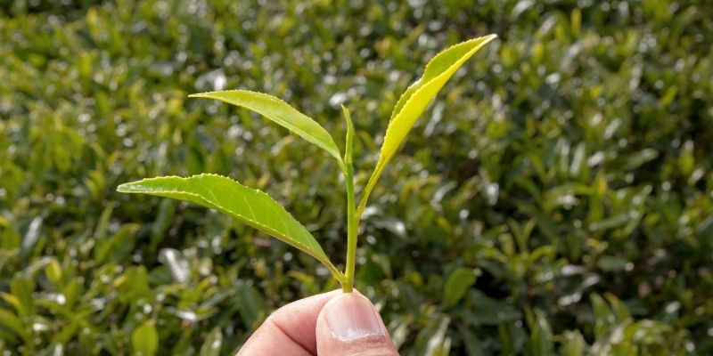 récolter feuilles de thé