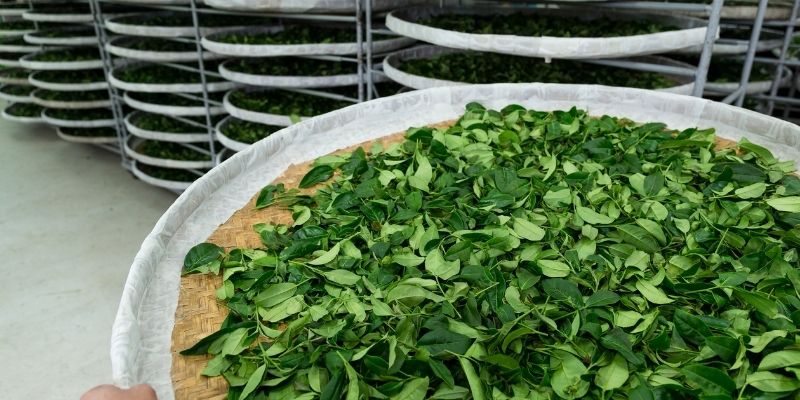 sécher feuilles de théier