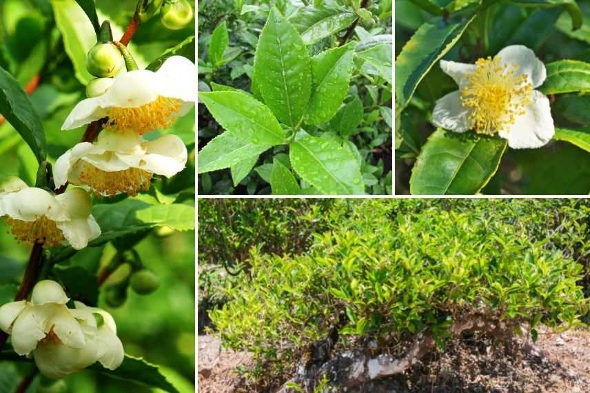 camellia sinensis fleurs, théier feuilles