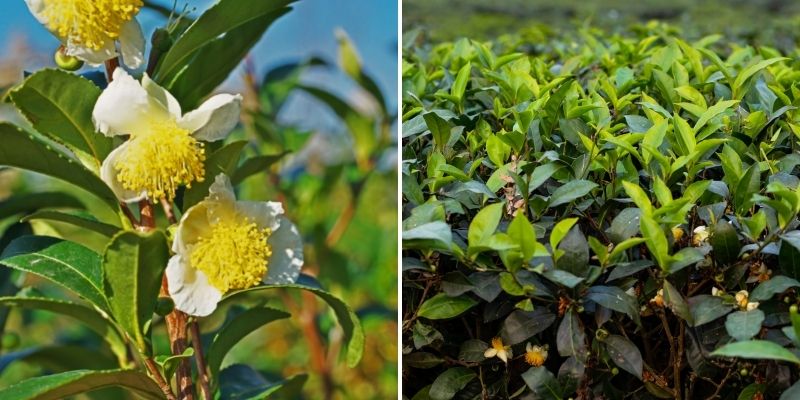 camellia sinensis thé