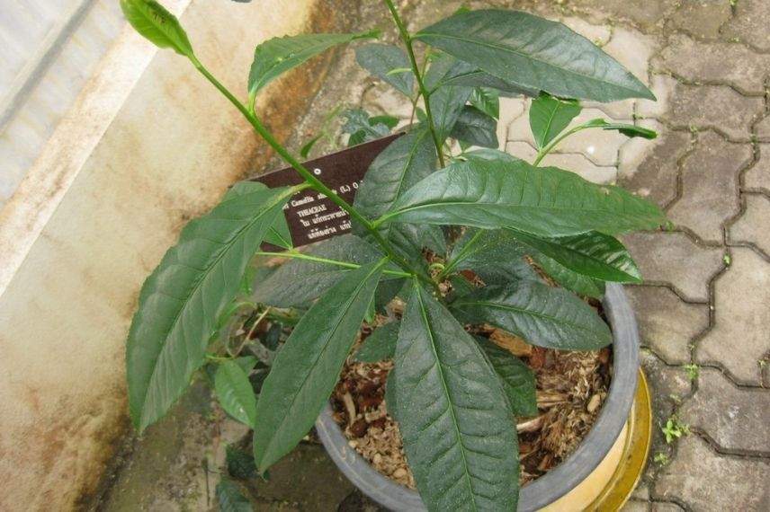 camellia sinensis, théier en pot