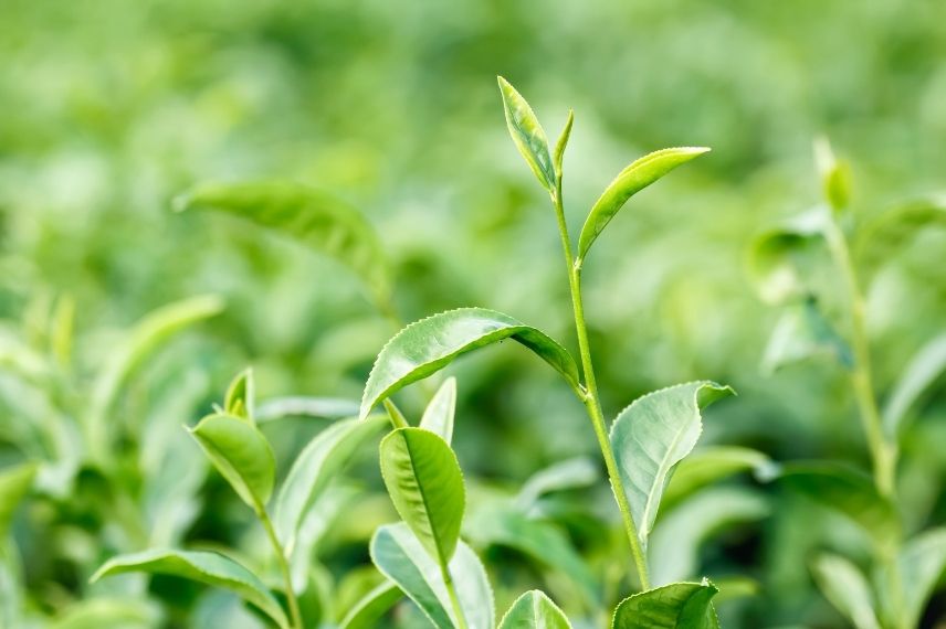 camellia sinensis arbuste, théier arbuste