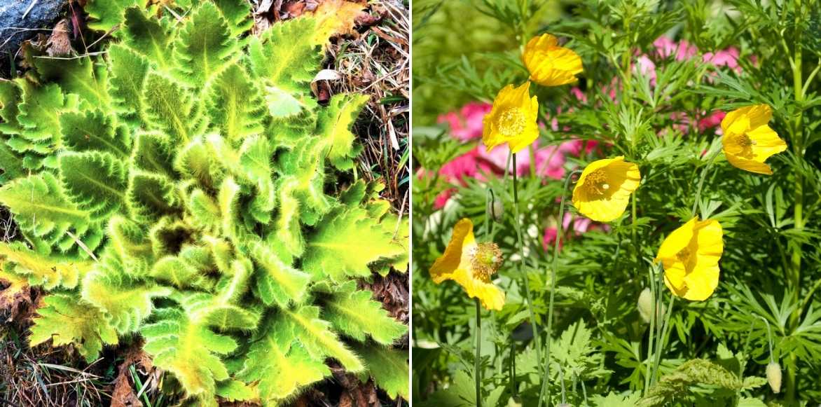 Meconopsis, pavot bleu, pavot de l'Himalaya, pavot bleu de l'Himalaya, Pavot du pays de Galles