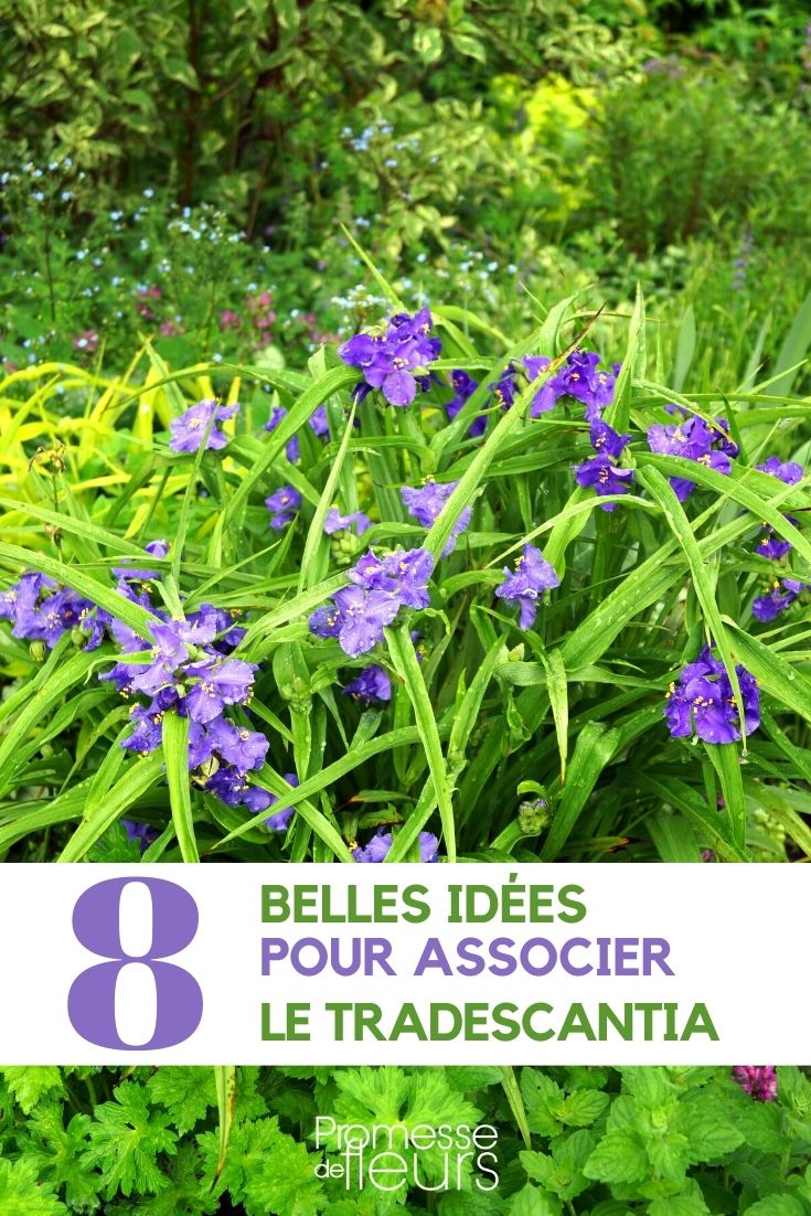 tradescantia-associer