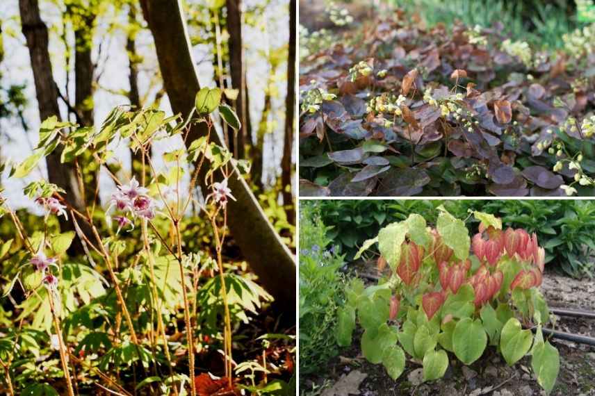 choisir épimédium selon utilisation au jardin