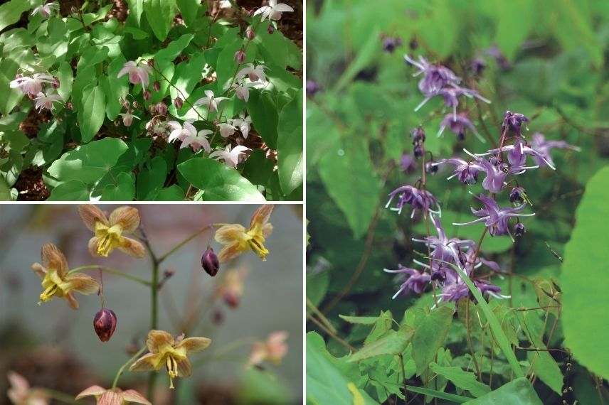 variété d'épimédium à planter en pot