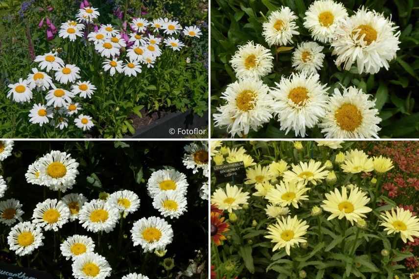 variétés de marguerite pour pot, leucanthème en pot