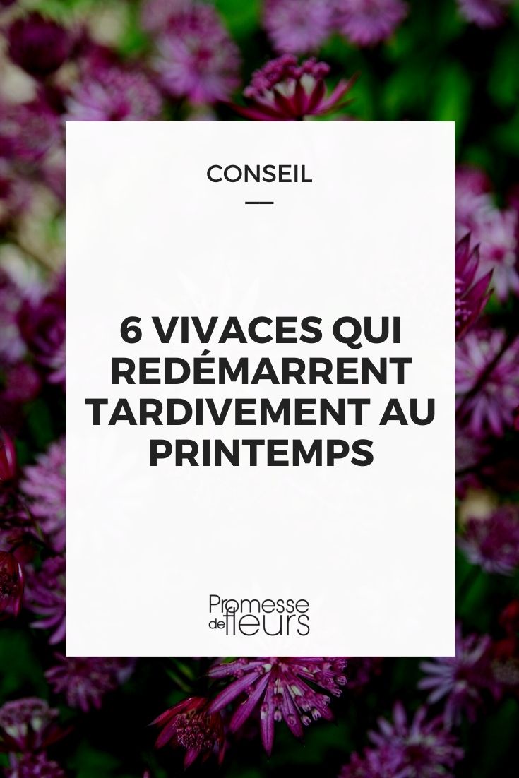 vivaces qui redémarrent tard au printemps