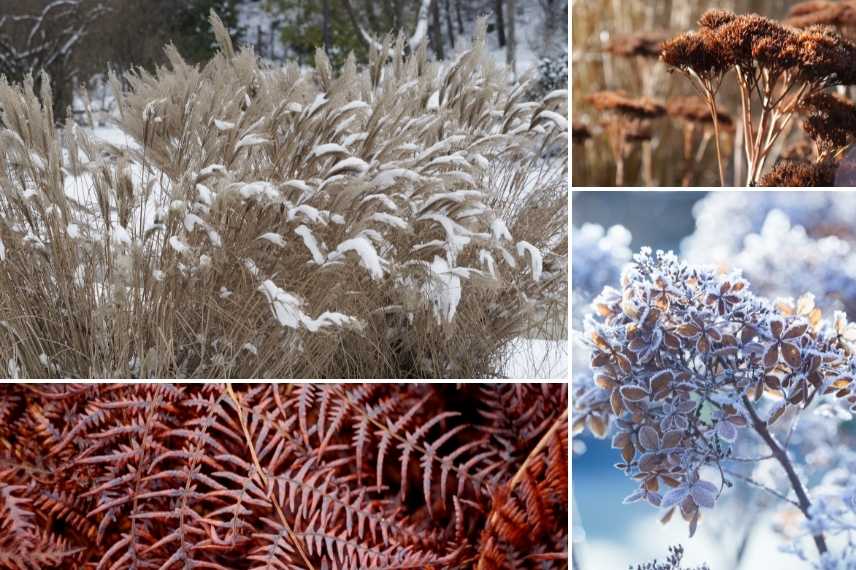 jardin d'hiver, winter garden