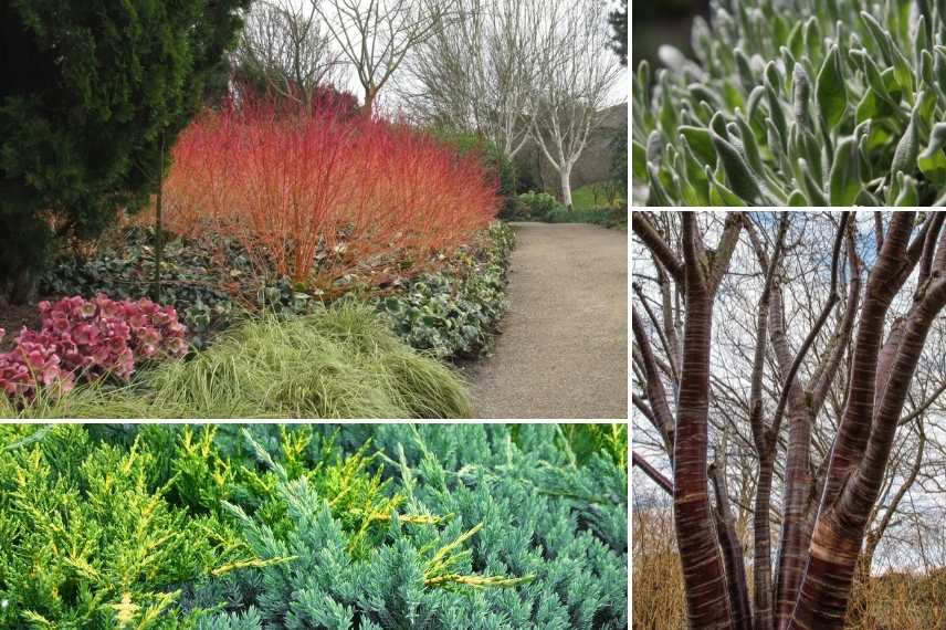 jardin d'hiver, winter garden, fleurs en hiver