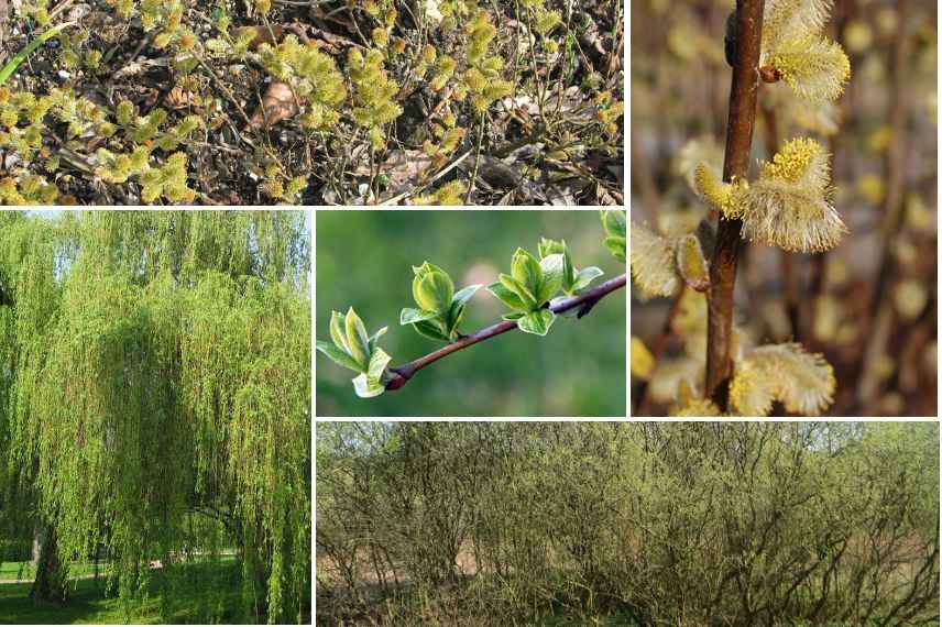 salix selon leur taille