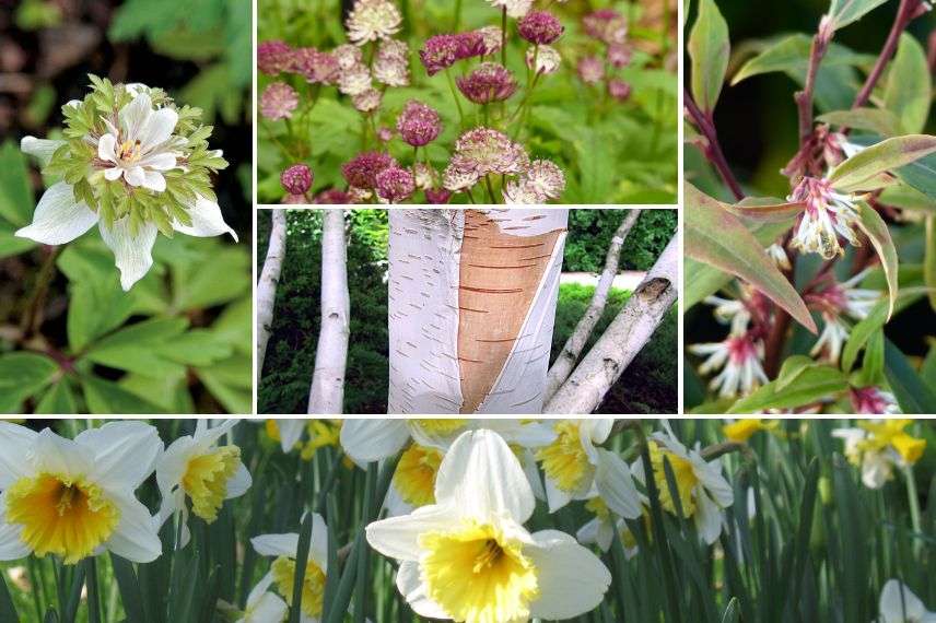 anemone des bois 'Green fingers'