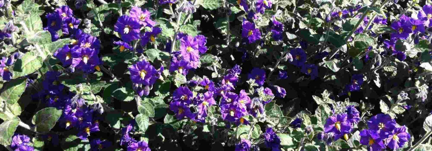 Comment hiverner le solanum ?