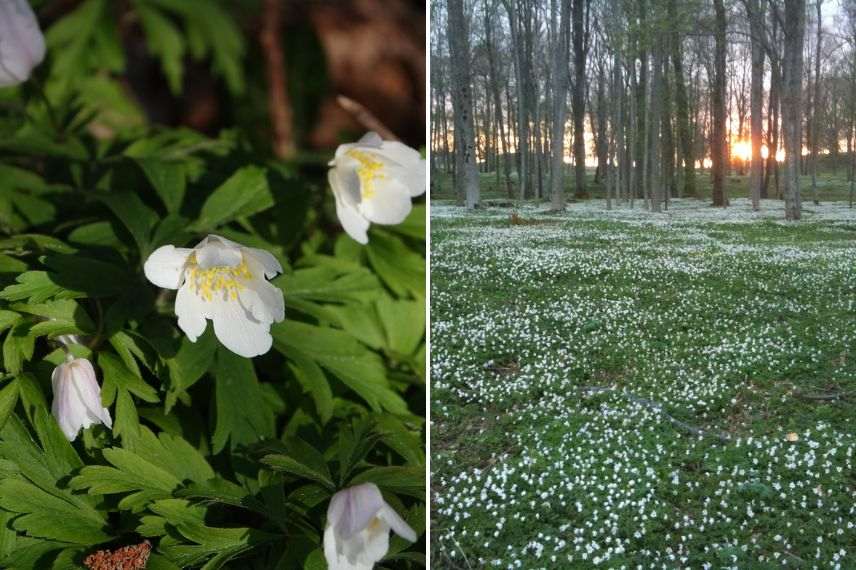 anemone des bois