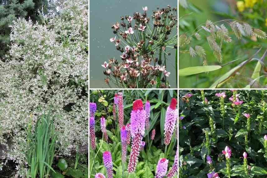 saule crevette au bord de l'eau