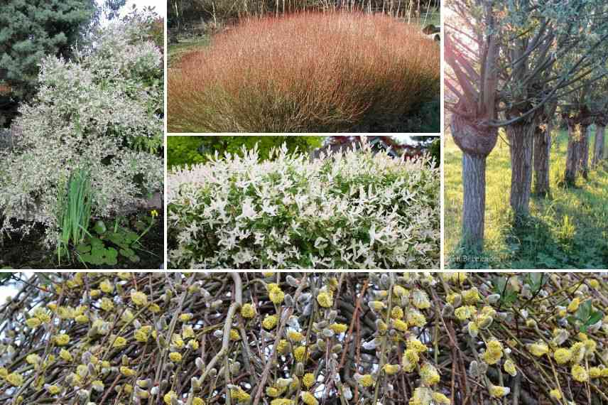 salix un monde varié