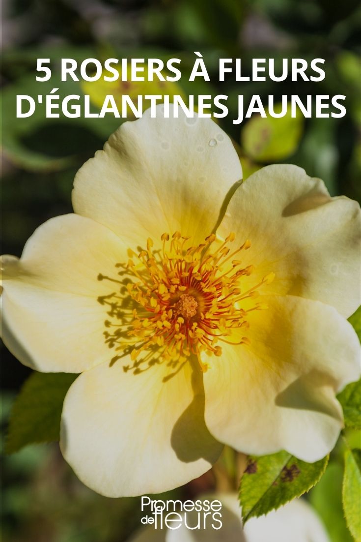 5 rosiers églantines jaunes