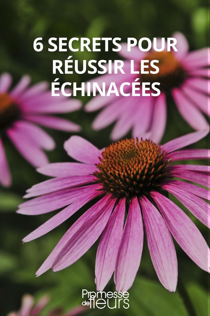 6 secrets pour réussir les echinacees