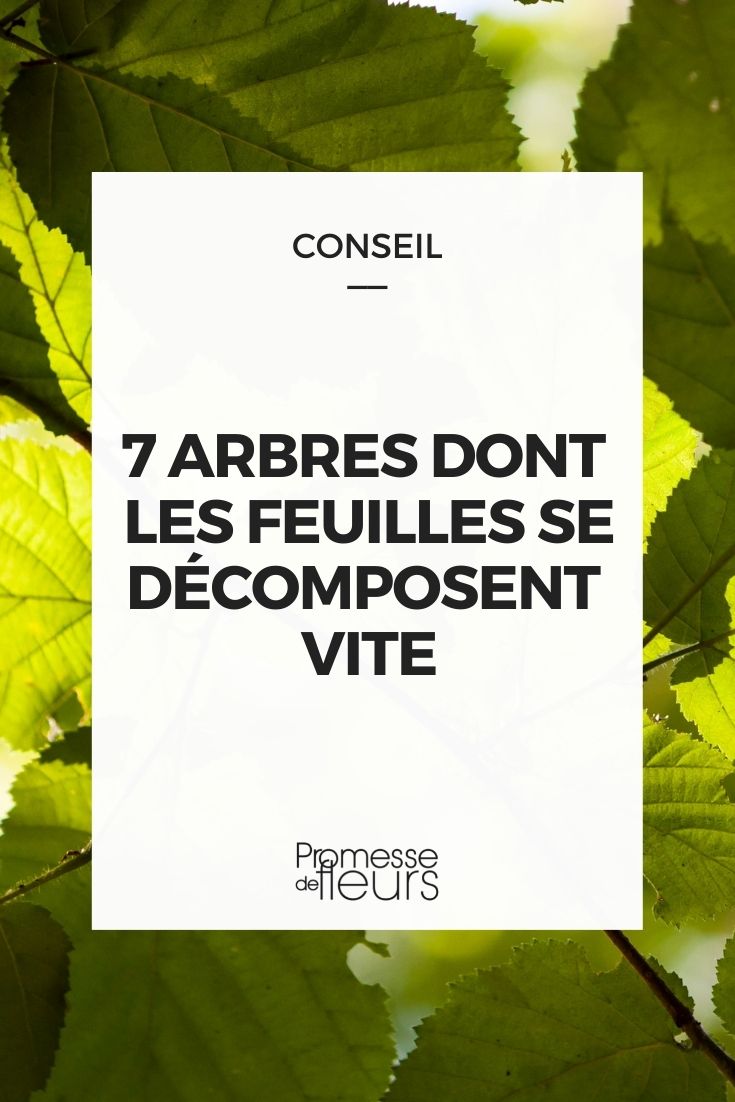 Ramasser ses feuilles : quelles solutions ?