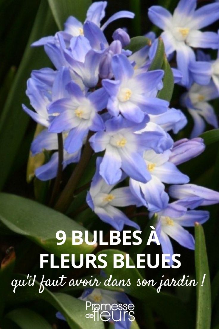 9 bulbes fleurs bleues