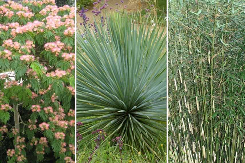 Associer le bananier avec des plantes graphiques