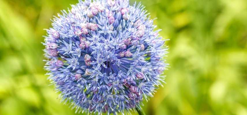 bulbe à fleur bleue, bulbe à floraison bleue, bulbe printemps bleu, bulbe printannier bleu