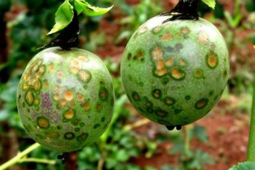 Maladie de la passiflore : Tache brune, Alternaria pasiflorae