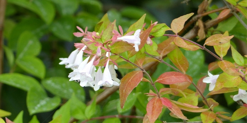 Arbustes à longue floraison : Abelia