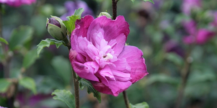 Arbustes à longue floraison : Hibiscus syriacus