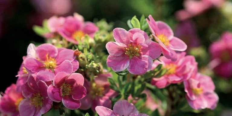 Arbuste Plein Soleil Longue Floraison