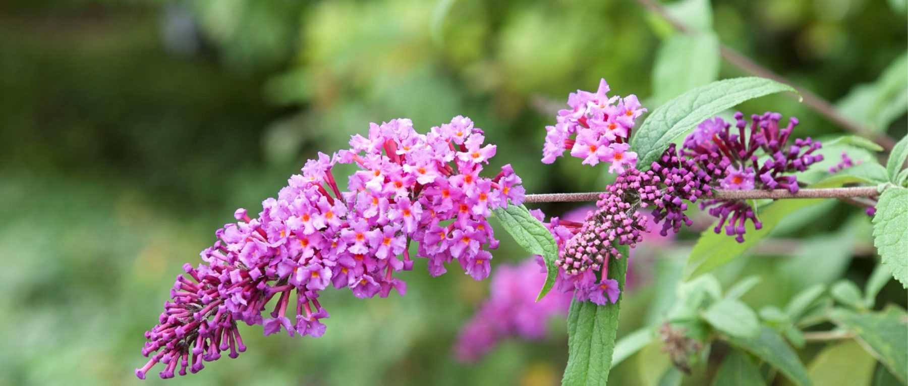 10 arbustes à longue floraison