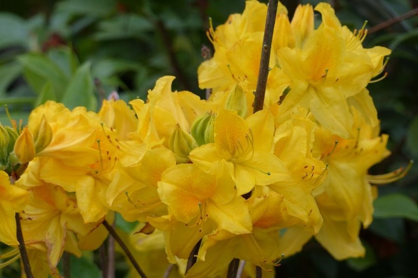 Les plus beaux arbustes à fleurs jaunes : l'Azalée 'Lingot d'Or'