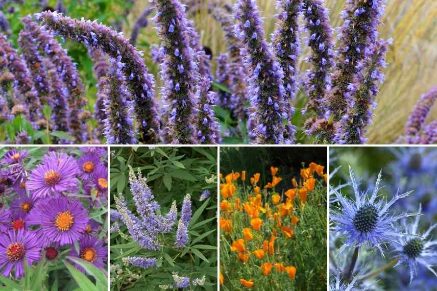 jardin bleu, aménager un jardin bleu, conseil jardin bleu, comment concevoir un jardin bleu, jardin bleu idées, jardin bleu associations