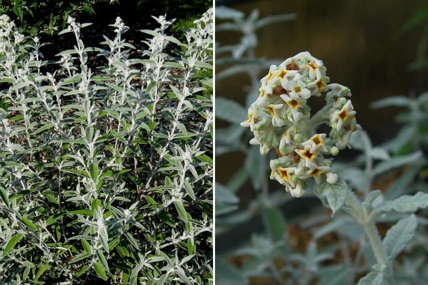 Buddleia atypique, Buddleia original, espèce de Buddleia non invasif, Buddleia feuillage grisé