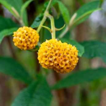 Des buddleias qui sortent de l’ordinaire