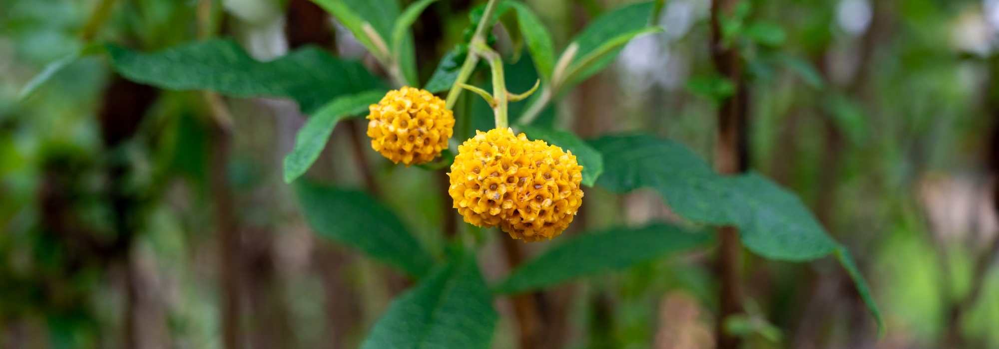 Des buddleias qui sortent de l’ordinaire