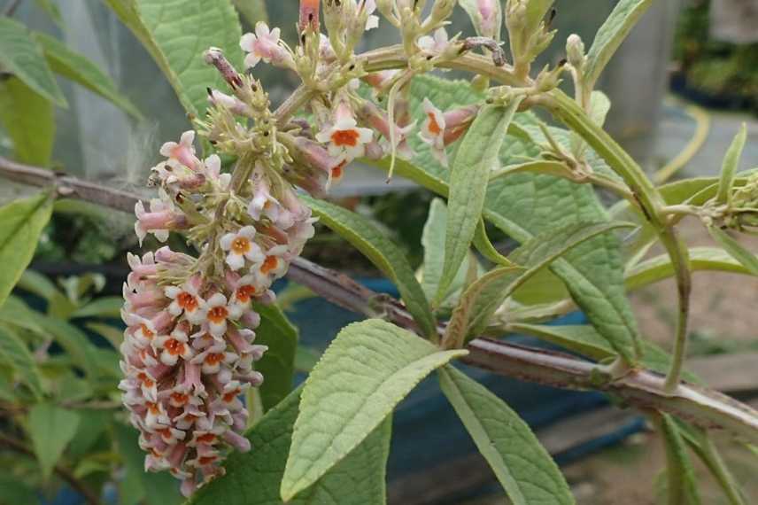 Buddleia atypique, Buddleia original, espèce de Buddleia non invasif, Buddleia orange