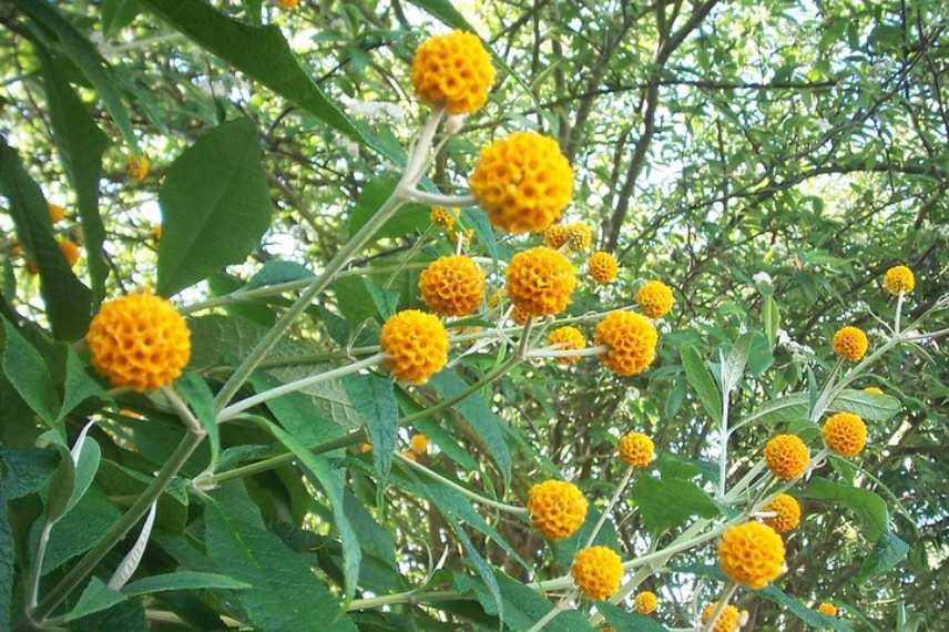 buddleia globuleux, Buddleia atypique, Buddleia original, espèce de Buddleia non invasif, Buddleia orange