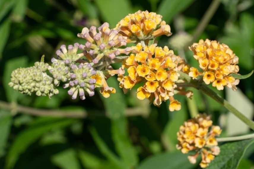 Buddleia atypique, Buddleia original, espèce de Buddleia non invasif, Buddleia orange