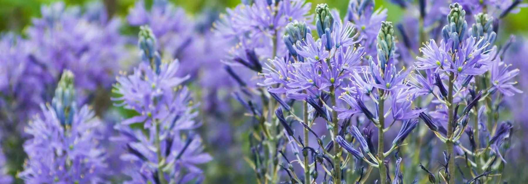 Fleur bleue : les 30 plus belles fleurs bleues pour le jardin