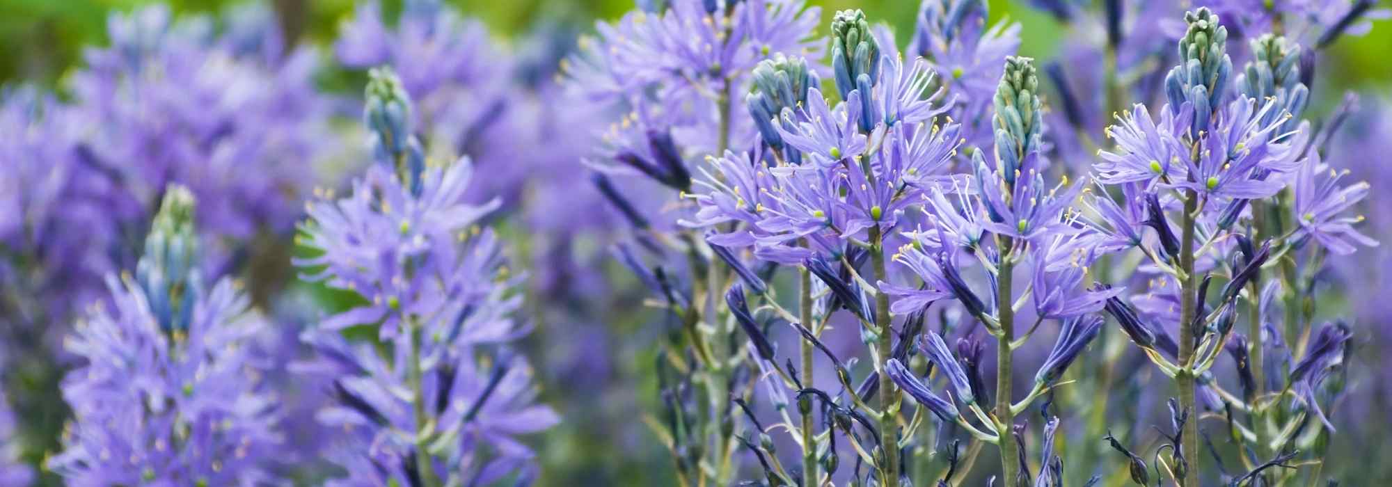 9 bulbes de printemps à fleurs bleues qu'il faut avoir au jardin