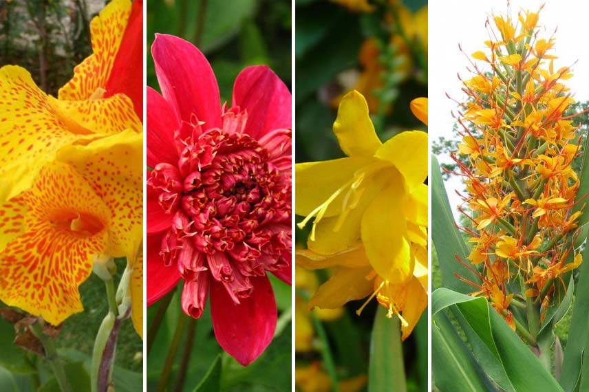 Associer le bananier avec des fleurs aux couleurs chaudes