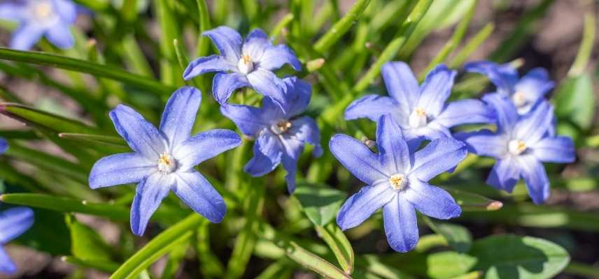 bulbe à fleur bleue, bulbe à floraison bleue, bulbe printemps bleu, bulbe printannier bleu